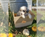 Small Photo #46 Australian Shepherd Puppy For Sale in RUSSELL, IA, USA