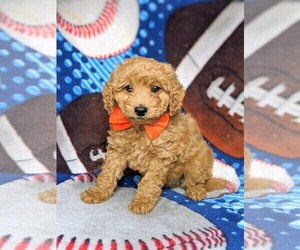 Goldendoodle-Poodle (Miniature) Mix Puppy for sale in KIRKWOOD, PA, USA