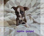 Puppy Johnnie purple Boston Terrier