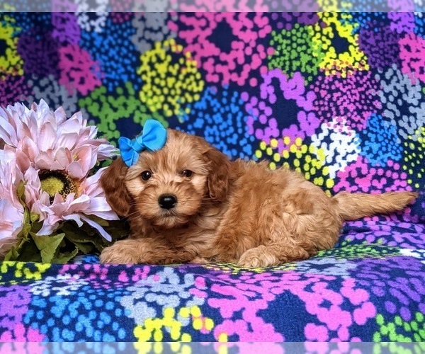 Medium Photo #3 Miniature Labradoodle Puppy For Sale in KIRKWOOD, PA, USA