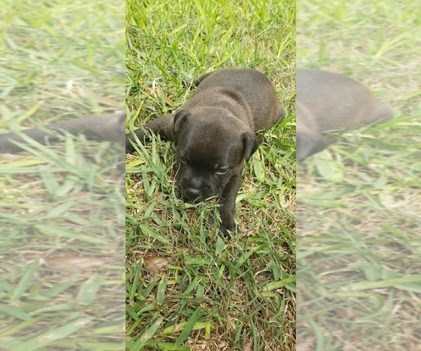 Medium Photo #5 Staffordshire Bull Terrier Puppy For Sale in HOUSTON, TX, USA