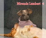 Small #10 Dachshund