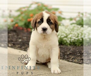 Saint Bernard Puppy for sale in MARIETTA, PA, USA