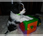 Small Photo #15 Cavalier King Charles Spaniel Puppy For Sale in HOWLAND, OH, USA