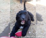Small Photo #7 Sheepadoodle Puppy For Sale in DUNCAN, OK, USA
