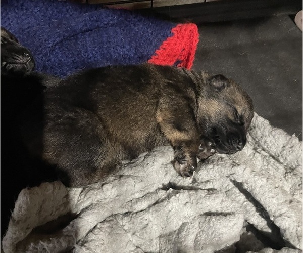 Medium Photo #10 German Shepherd Dog Puppy For Sale in NORTHWOOD, NH, USA