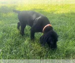 German Shorthaired Pointer Puppy for sale in PASCO, WA, USA