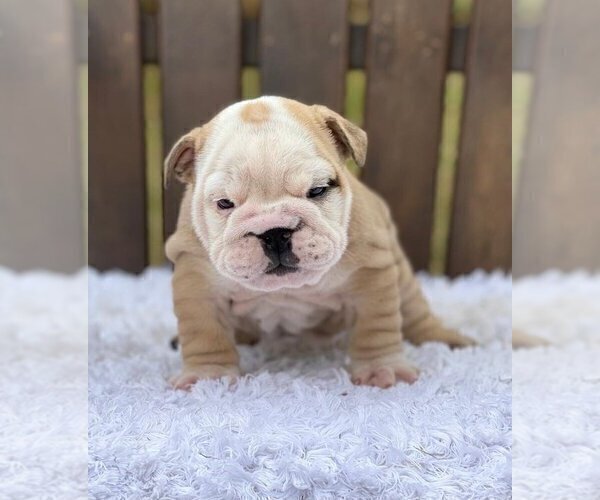 Medium Photo #4 Bulldog Puppy For Sale in QUEEN ANNE, WA, USA