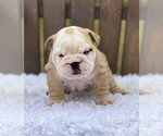 Small Photo #4 Bulldog Puppy For Sale in QUEEN ANNE, WA, USA