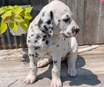 Small Photo #61 Dalmatian Puppy For Sale in GOSHEN, IN, USA