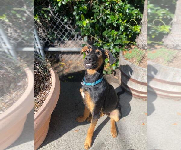 Medium Photo #1 Doberman Pinscher Puppy For Sale in W Hollywood, CA, USA