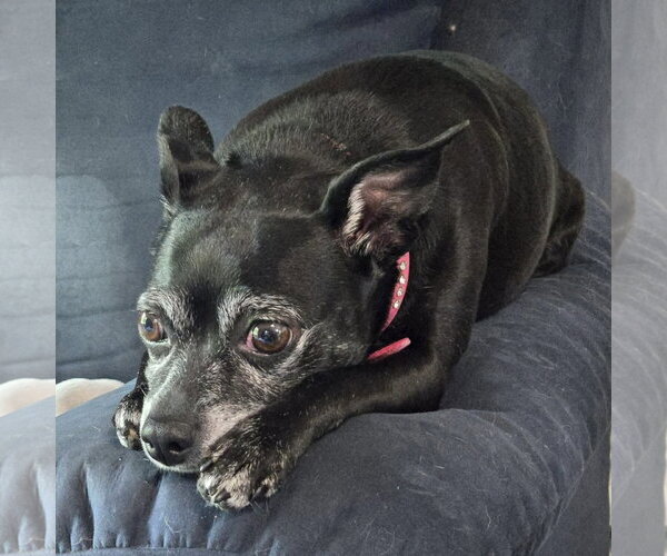 Medium Photo #2 Chihuahua-Unknown Mix Puppy For Sale in Spring Lake, NC, USA