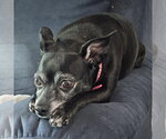 Small #1 Chihuahua Mix