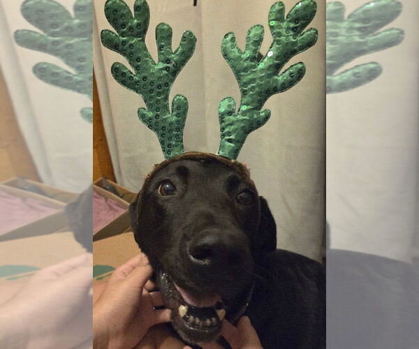 Medium Photo #7 Labrador Retriever Puppy For Sale in Evansville, IN, USA