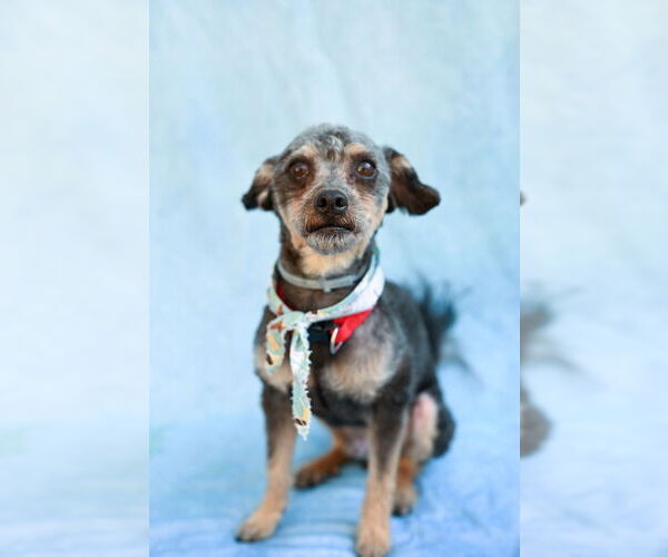 Medium Photo #2 Mutt Puppy For Sale in Gloversville, NY, USA