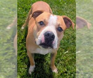 Mutt Dogs for adoption in Akron, OH, USA