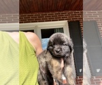 Small #3 Leonberger