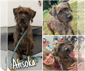 Mutt Dogs for adoption in Pierceton , IN, USA