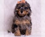 Small Photo #94 Poodle (Miniature) Puppy For Sale in WARSAW, IN, USA