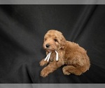 Small #3 Goldendoodle