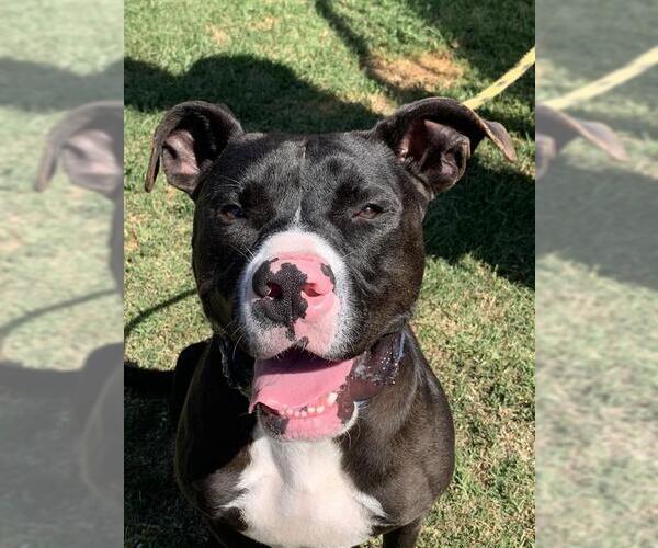 Medium Photo #3 American Pit Bull Terrier Puppy For Sale in Long Beach, CA, USA