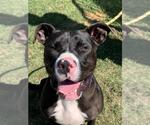 Small #2 American Pit Bull Terrier