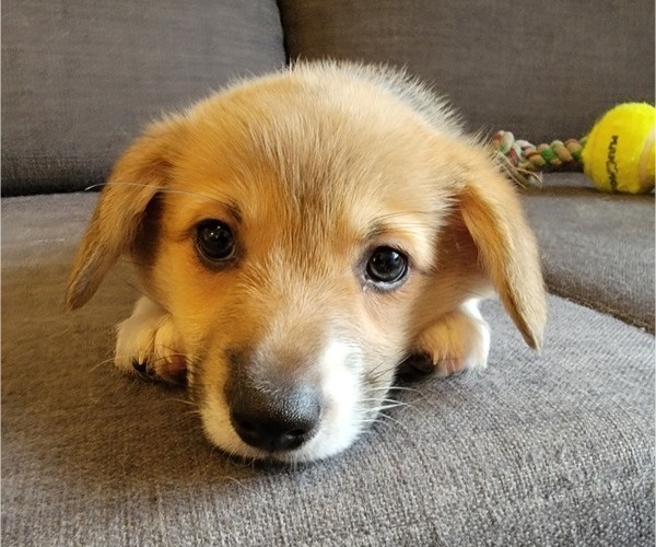 Medium Photo #4 Pembroke Welsh Corgi Puppy For Sale in AUSTELL, GA, USA