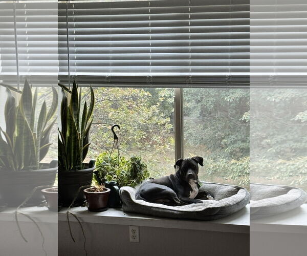 Medium Photo #3 Labrador Retriever-Unknown Mix Puppy For Sale in Fort Collins, CO, USA