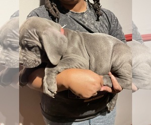 Cane Corso Puppy for sale in JACKSON, MI, USA