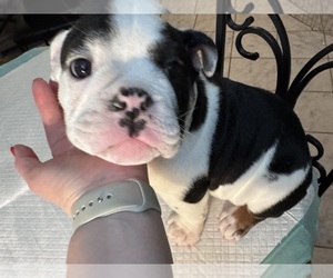 Olde English Bulldogge Puppy for sale in ROANOKE, VA, USA