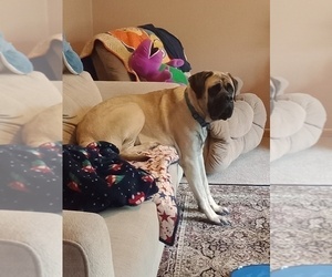 Father of the Mastiff puppies born on 07/14/2025