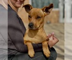 Small Rat Terrier Mix