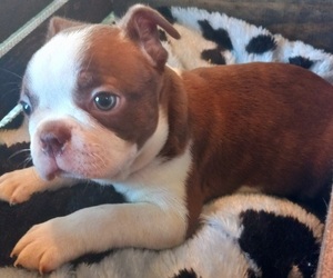 Boston Terrier Puppy for sale in KNOB NOSTER, MO, USA