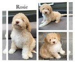 Puppy Rosie Lagotto Romagnolo
