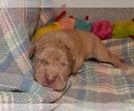 Small Photo #84 Great Dane Puppy For Sale in SPRAGGS, PA, USA