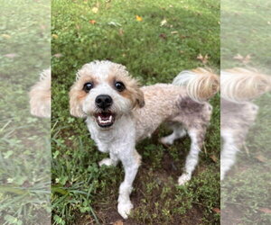 Shih-Poo Dogs for adoption in Pacolet, SC, USA