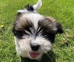 Small #1 Shih Tzu