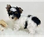 Small #7 Yorkshire Terrier