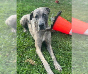 Hershey - Male Great Dane-Unknown Mix Dog for Adoption - Photo #3