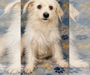 Mutt Dogs for adoption in Minneapolis, MN, USA