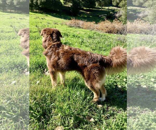 Medium Photo #3 Australian Shepherd-Unknown Mix Puppy For Sale in Paso Robles, CA, USA