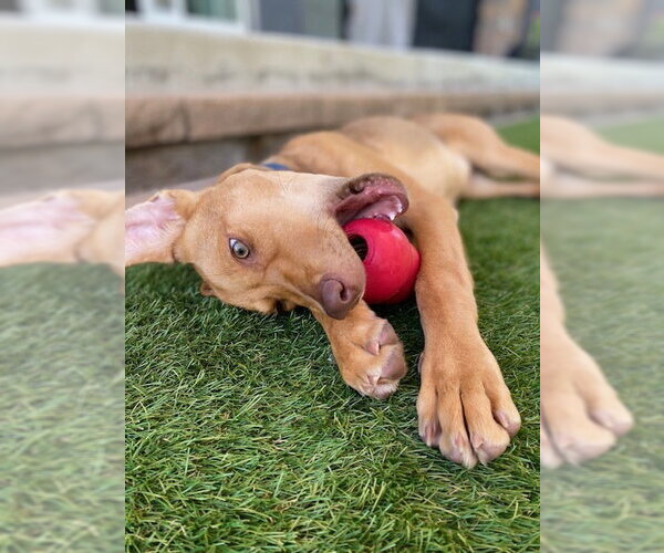 Medium Photo #16 Shepradors Puppy For Sale in Lakewood, CO, USA