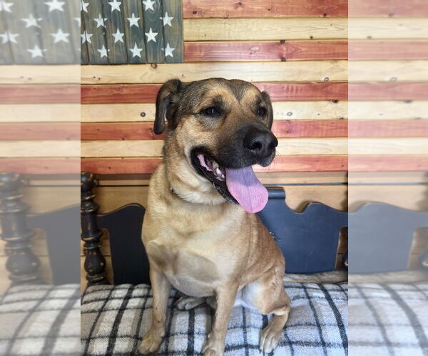 Medium Photo #3 German Shepherd Dog-Unknown Mix Puppy For Sale in Benton, PA, USA