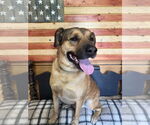 Small #2 German Shepherd Dog Mix