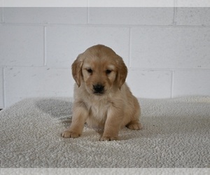 Golden Retriever Puppy for sale in MILLERSBURG, OH, USA