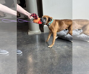 Celsius - Male Boxer Dog for Adoption - Photo #4