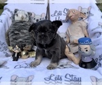 Small Photo #77 French Bulldog Puppy For Sale in MIMS, FL, USA