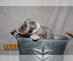 Small Photo #5 Miniature Australian Shepherd Puppy For Sale in ORRTANNA, PA, USA