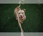 Small Photo #1 American Pit Bull Terrier Puppy For Sale in Orlando, FL, USA