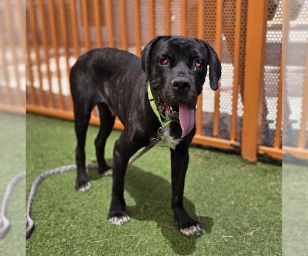 Medium Photo #2 Mutt Puppy For Sale in Las Vegas, NV, USA